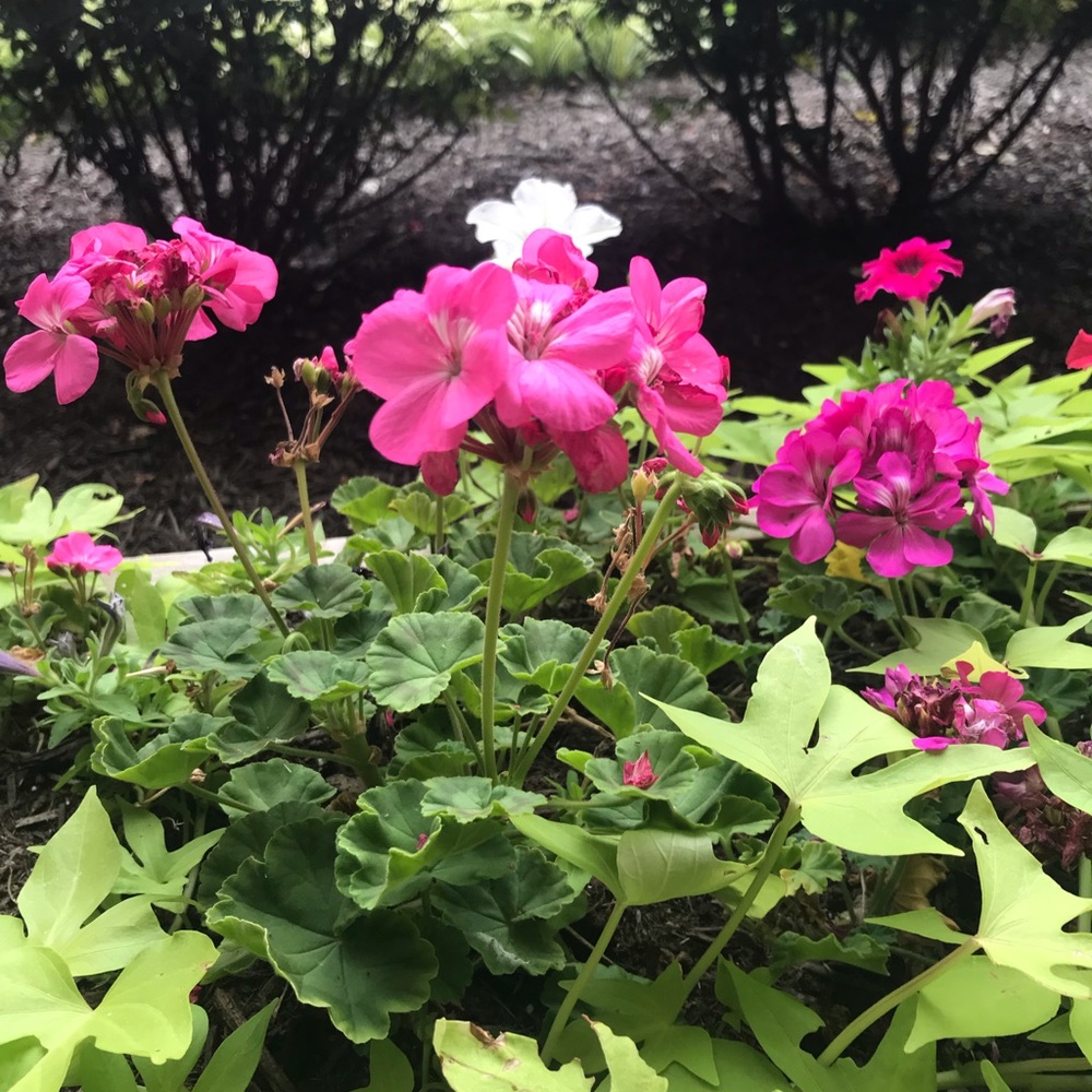 Meet your Posher, Sally